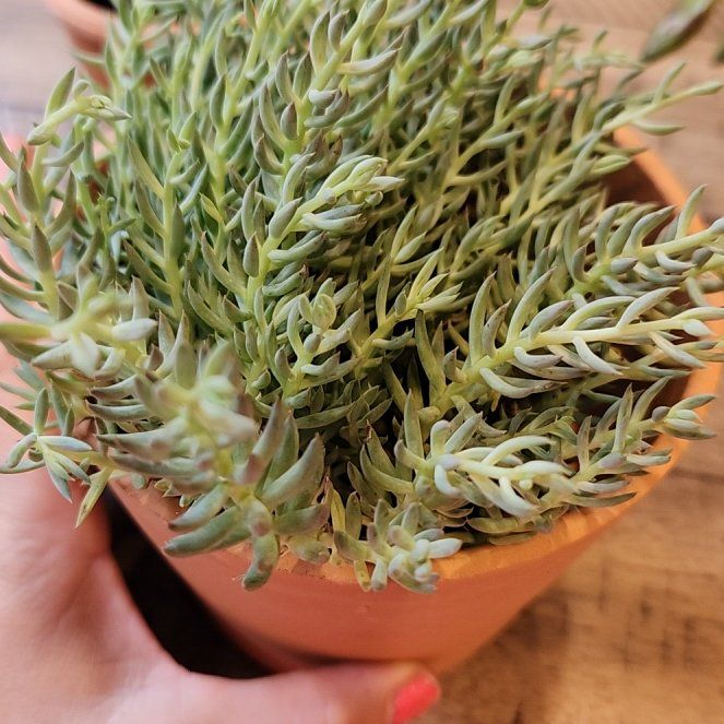 Photo of the plant species Sedum reflexum 'Blue Spruce' by @SheenaBuchan named Bluey on Greg, the plant care app