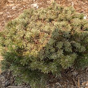 Photo of the plant species Pesto Mugo Pine by @TryHebestricta named Willow on Greg, the plant care app
