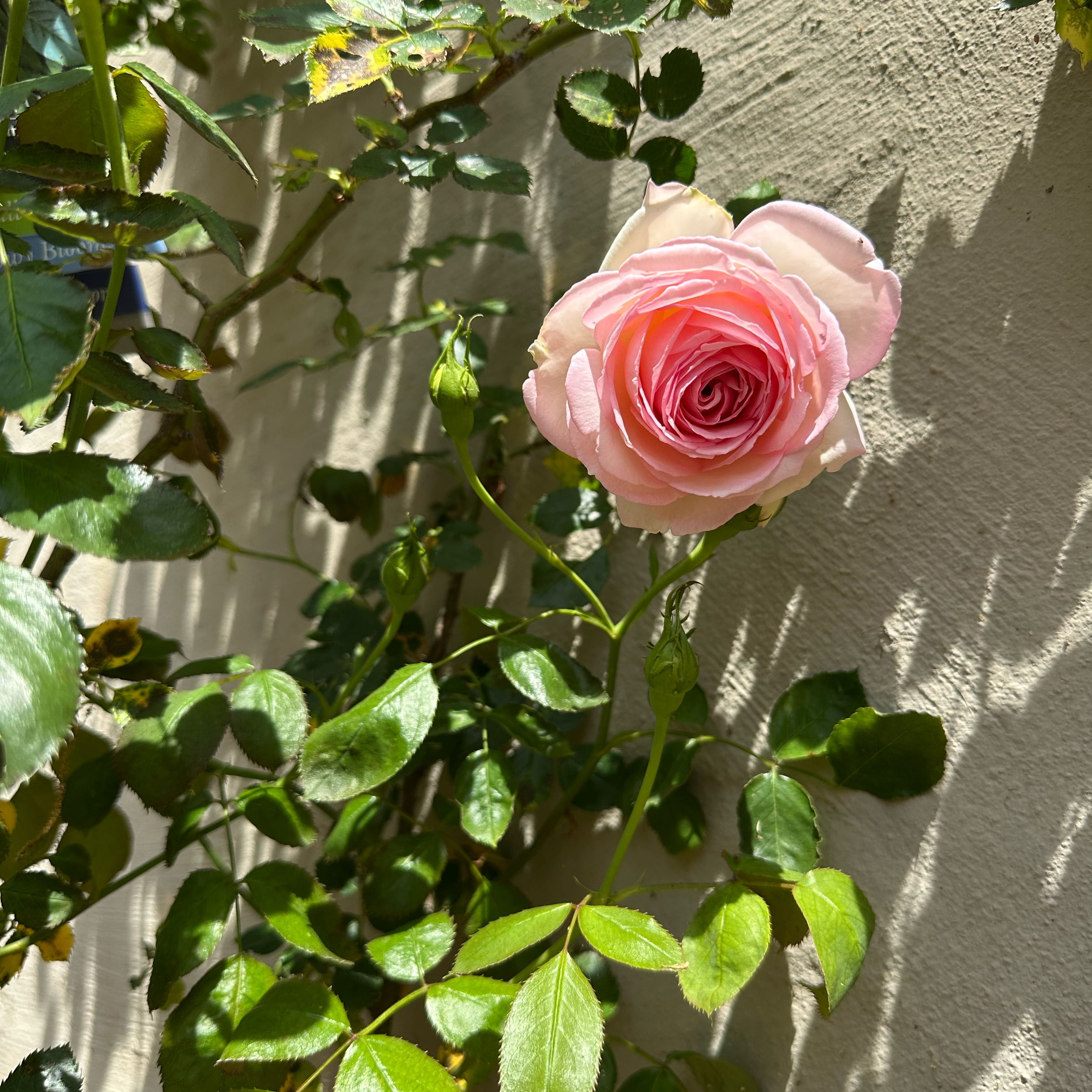 Photo of the plant species Eden Rose by @CalmOysterplant named Girlfrond on Greg, the plant care app