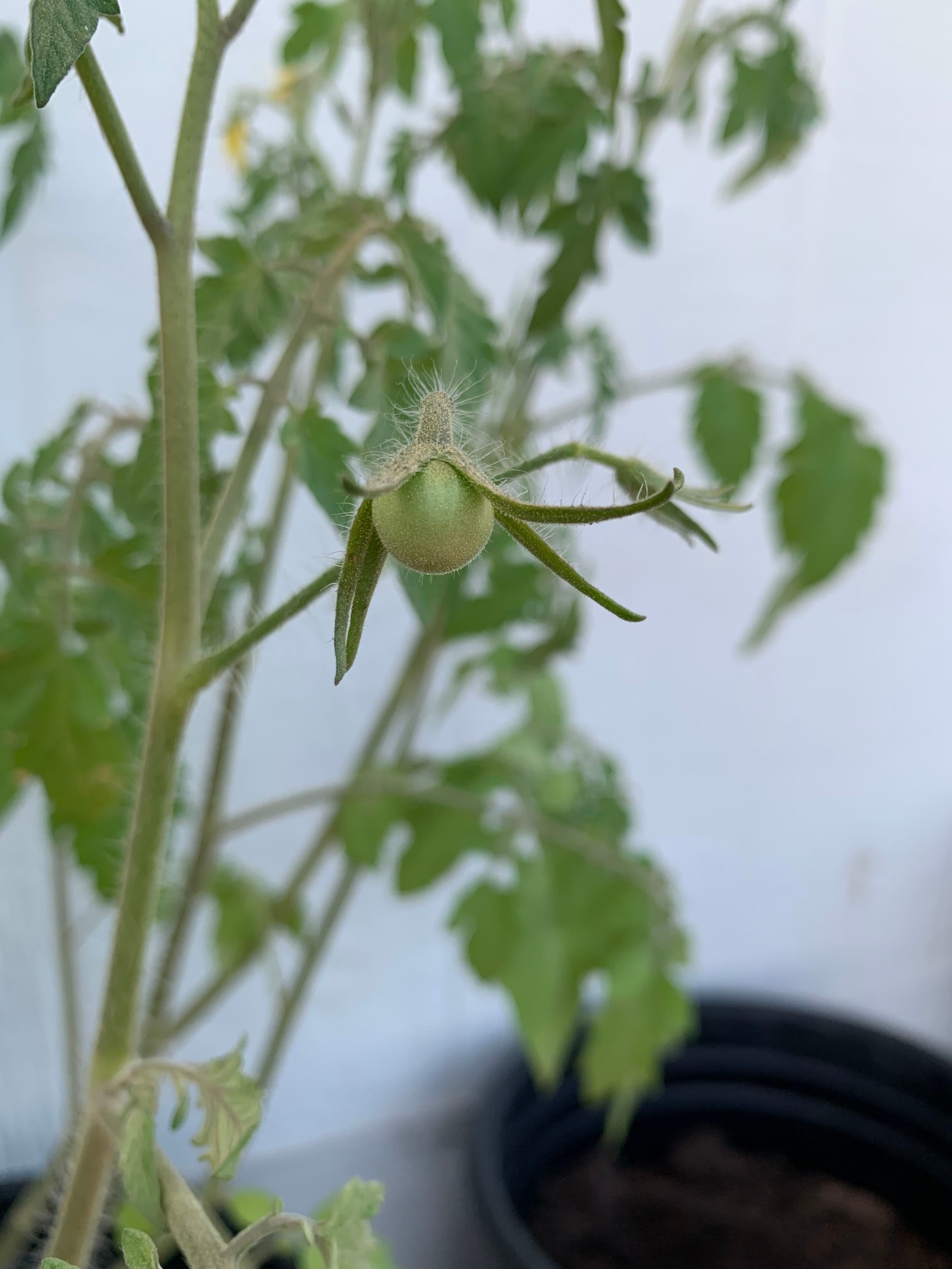 Carolina Hardiness Zones Ultimate Guide 4a9b