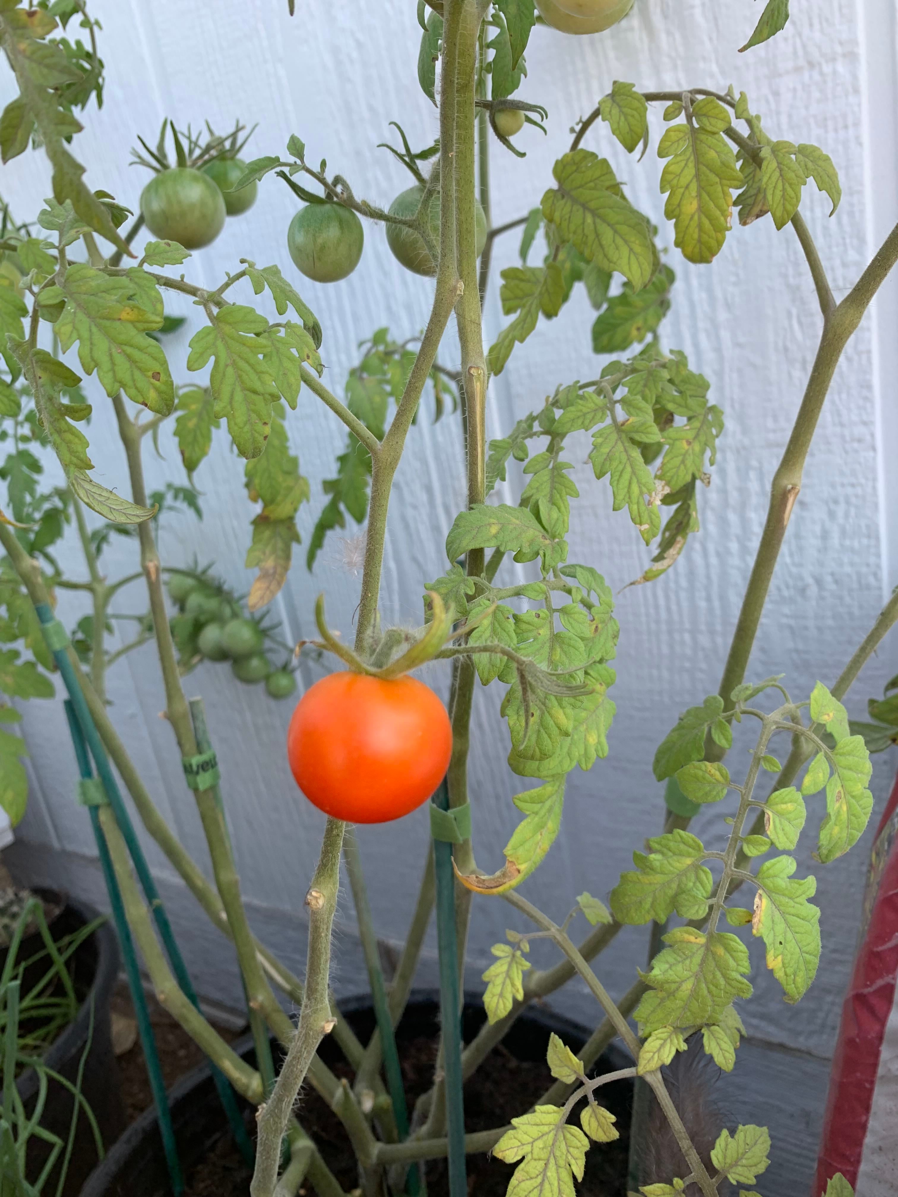 🚫 Jerusalem Cherry is Unsafe to Eat