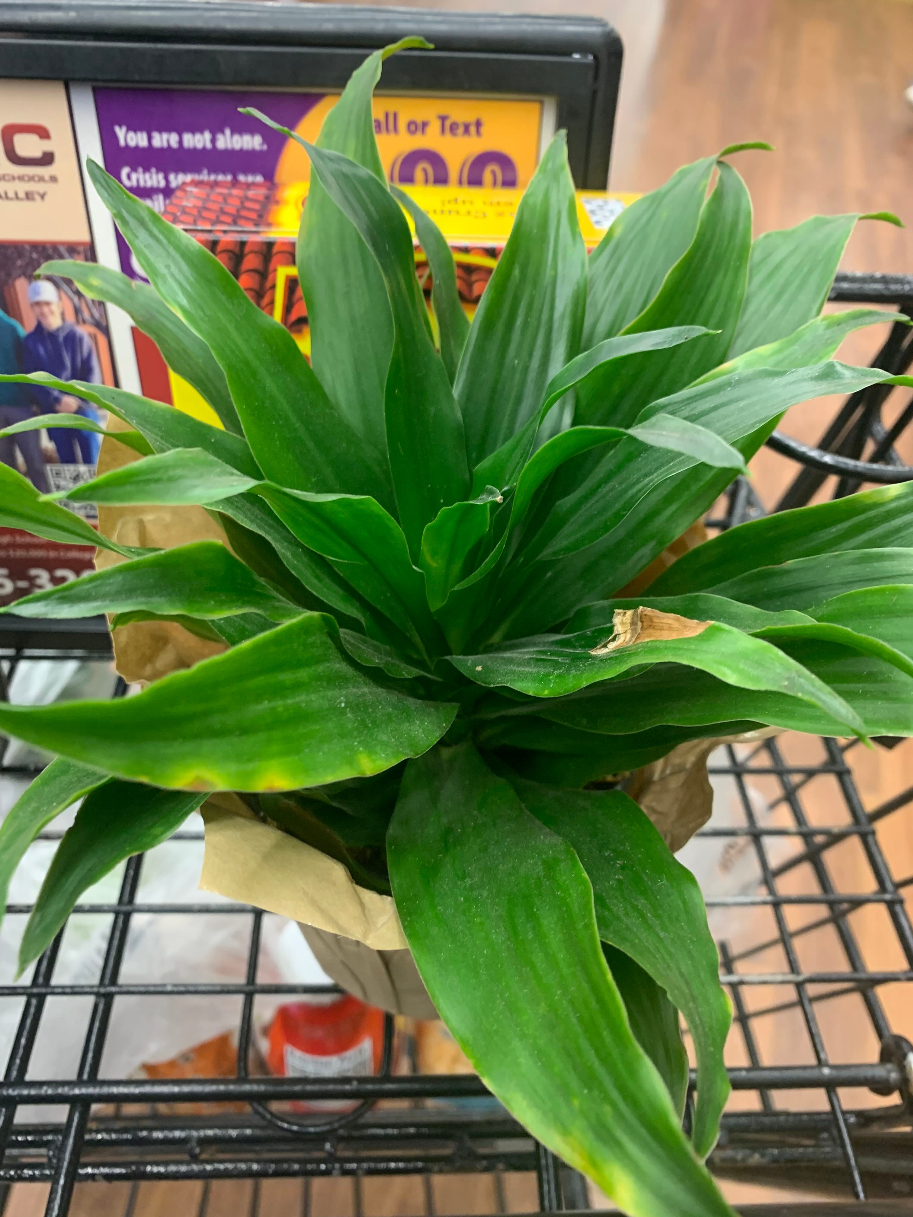 🐉 Best Tips for Dealing with Brown Spots on Red Dragon Tree