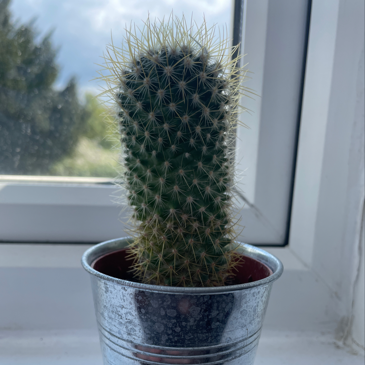 Twin Spined Cactus in a metallic pot on a windowsill with a view of greenery outside.