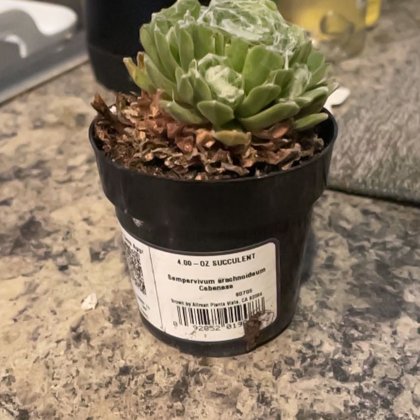 Photo of the plant species Sempervivum arachnoideum 'Cebenese' by @PrizedHorsemint named Marilyn on Greg, the plant care app