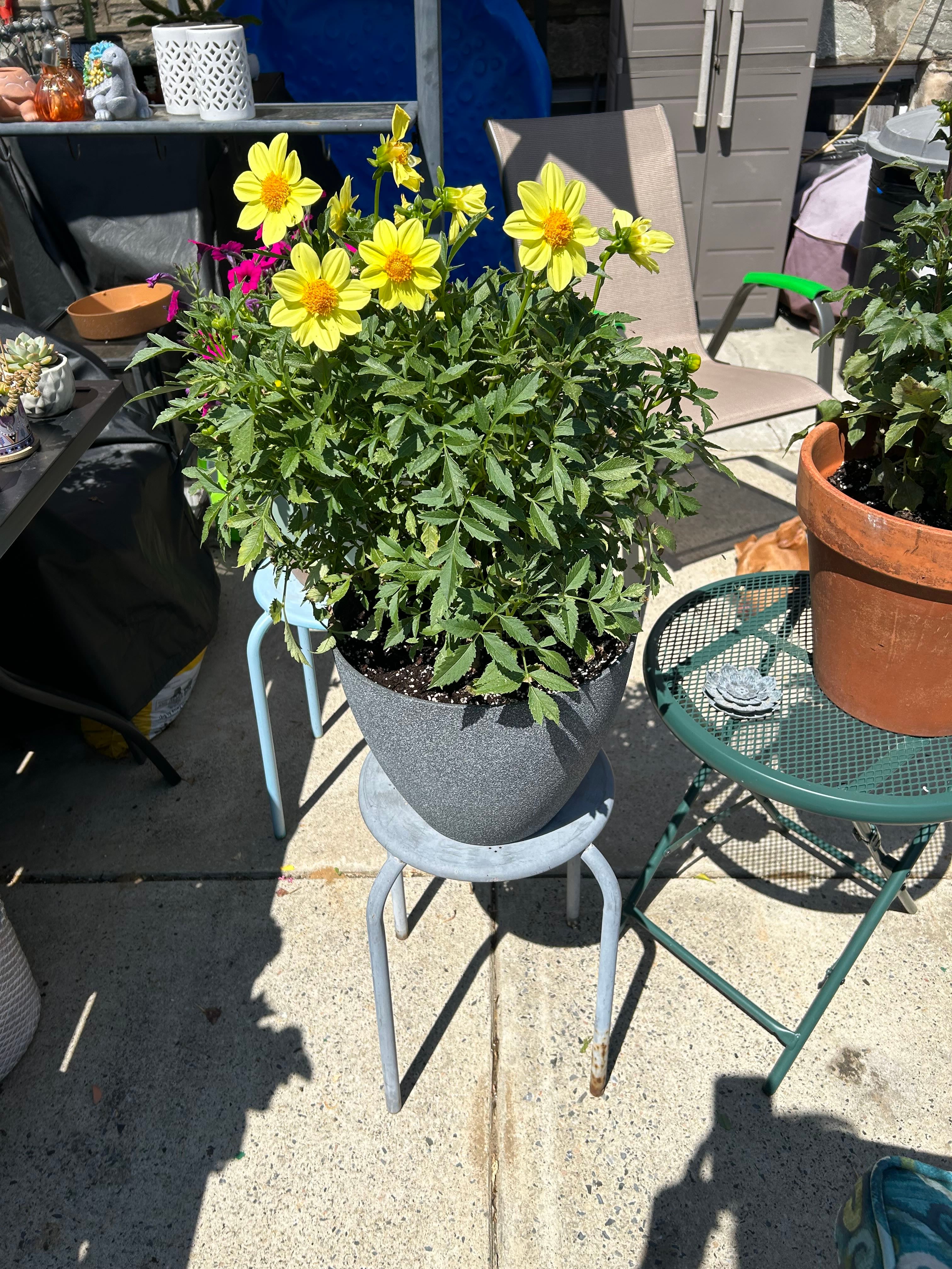 Dahlia 'Henriette' How Much Water & Light Does it Need to Thrive?