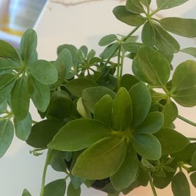 Photo of the plant species Hawaiian Schefflera by @DaniellesGarden named Ronaldo on Greg, the plant care app
