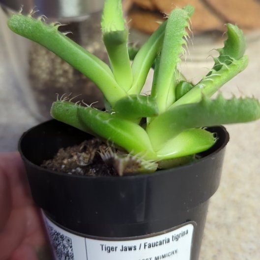 Photo of the plant species Tiger Jaws by @AdeptAdelinia named Navajo on Greg, the plant care app