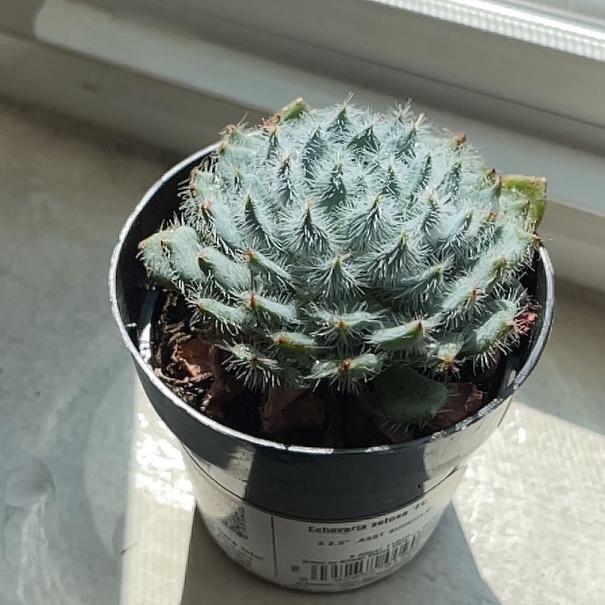 Photo of the plant species Echeveria setosa 'FO-42' by @WittyDevilsfig named Athena on Greg, the plant care app