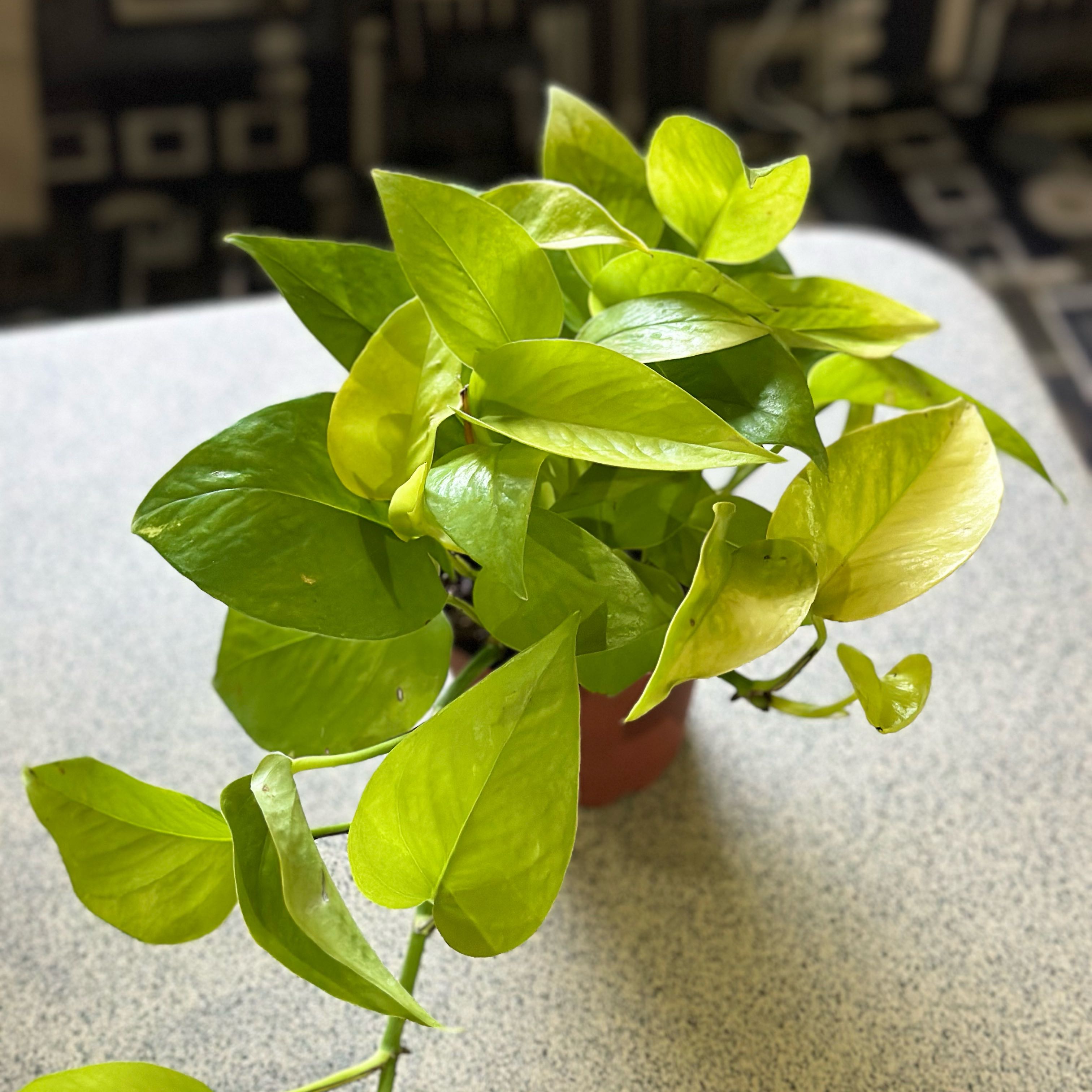 Photo of the plant species Variegated Neon Pothos by @AloesAndElves named Alecto on Greg, the plant care app