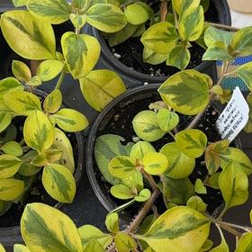 Photo of the plant species Walkabout Sunset Loosestrife by @CockyMom named Mochi on Greg, the plant care app
