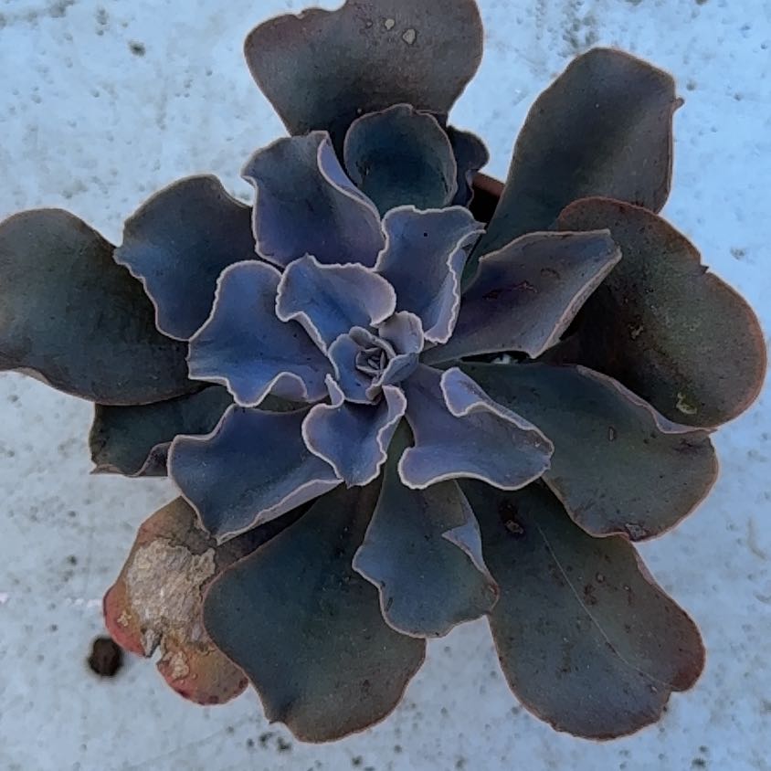 Photo of the plant species Violacina by @CockyMom named Vivian on Greg, the plant care app