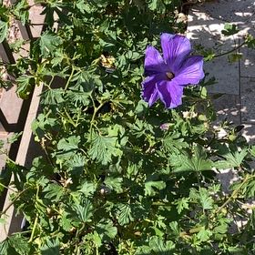 Photo of the plant species Lilac Hibiscus by @SisterPaparazzi named Bigleef Smalls on Greg, the plant care app
