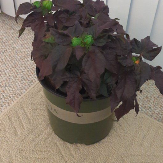 Photo of the plant species Luna Hibiscus by @BoldSeawormwood named Khaleesi on Greg, the plant care app