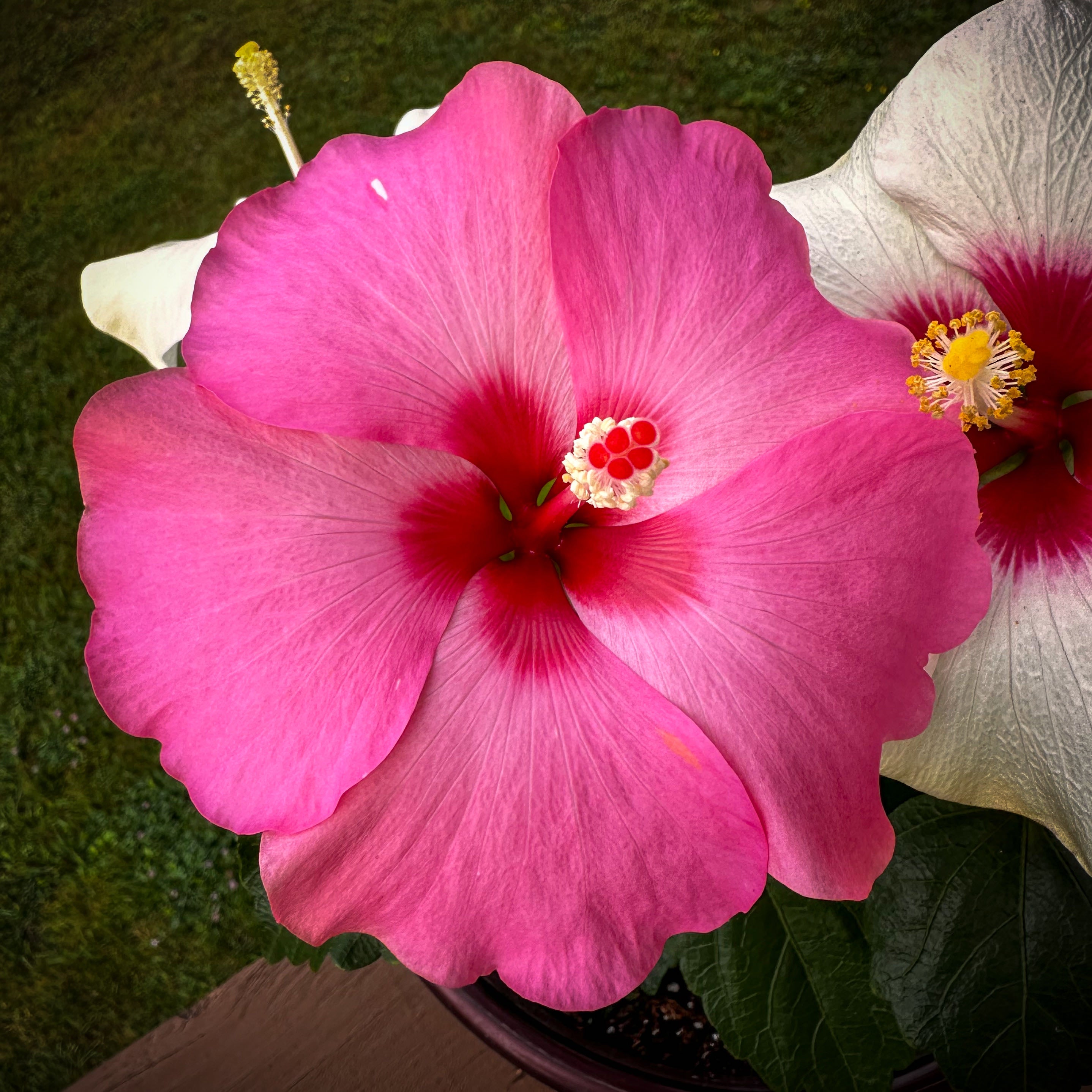 🌸 How to Fix Your Flower of an Hour Wilting