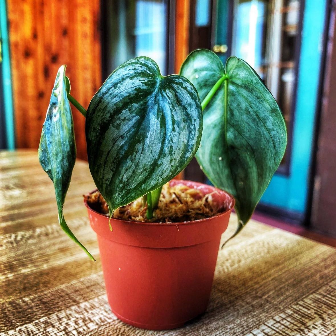 Pickle