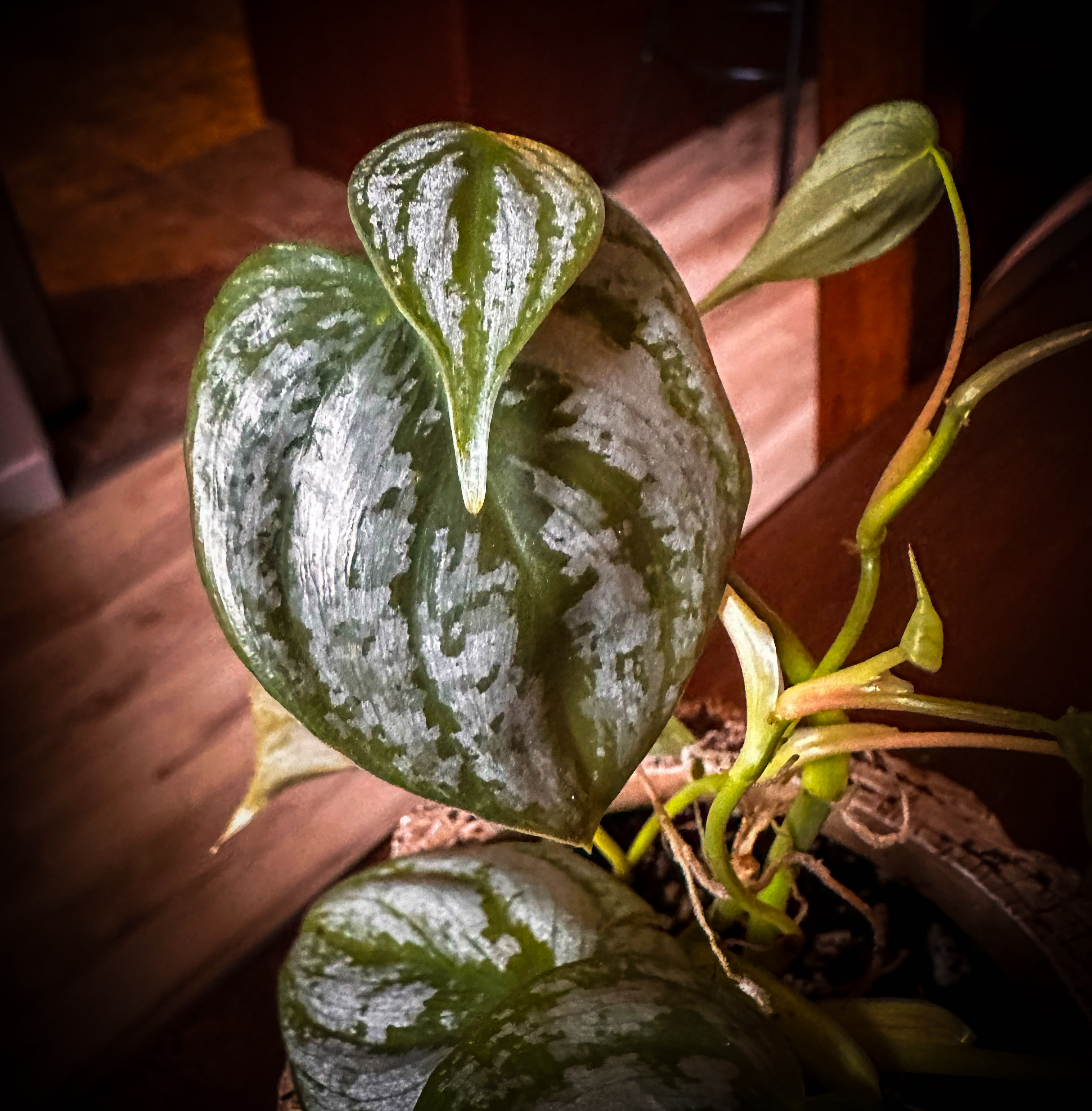 Photo from the post
