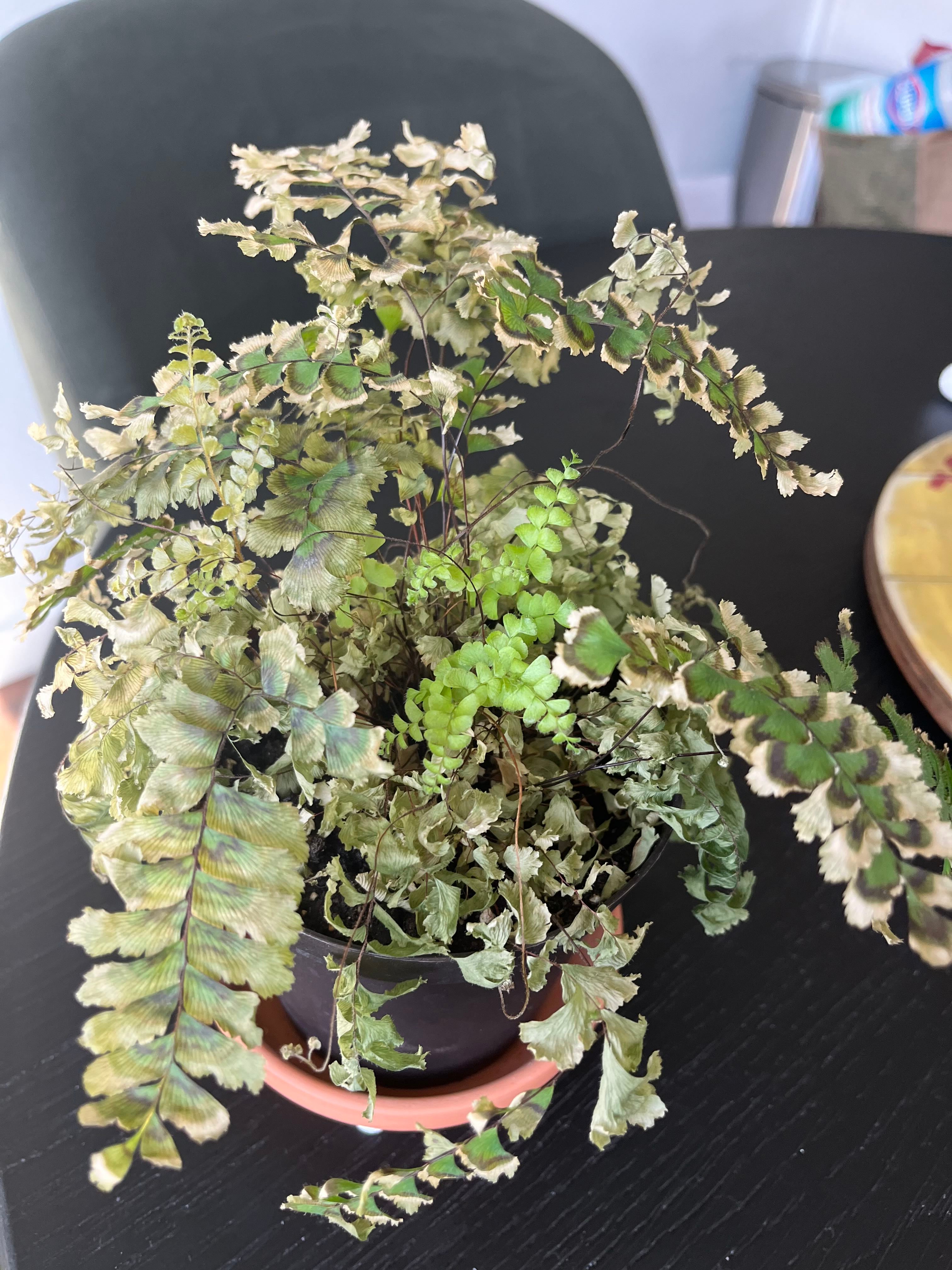 Maidenhair Fern Plant Care Water, Light, Nutrients Greg App 🌱