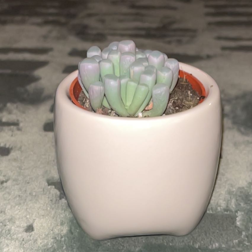 Succs