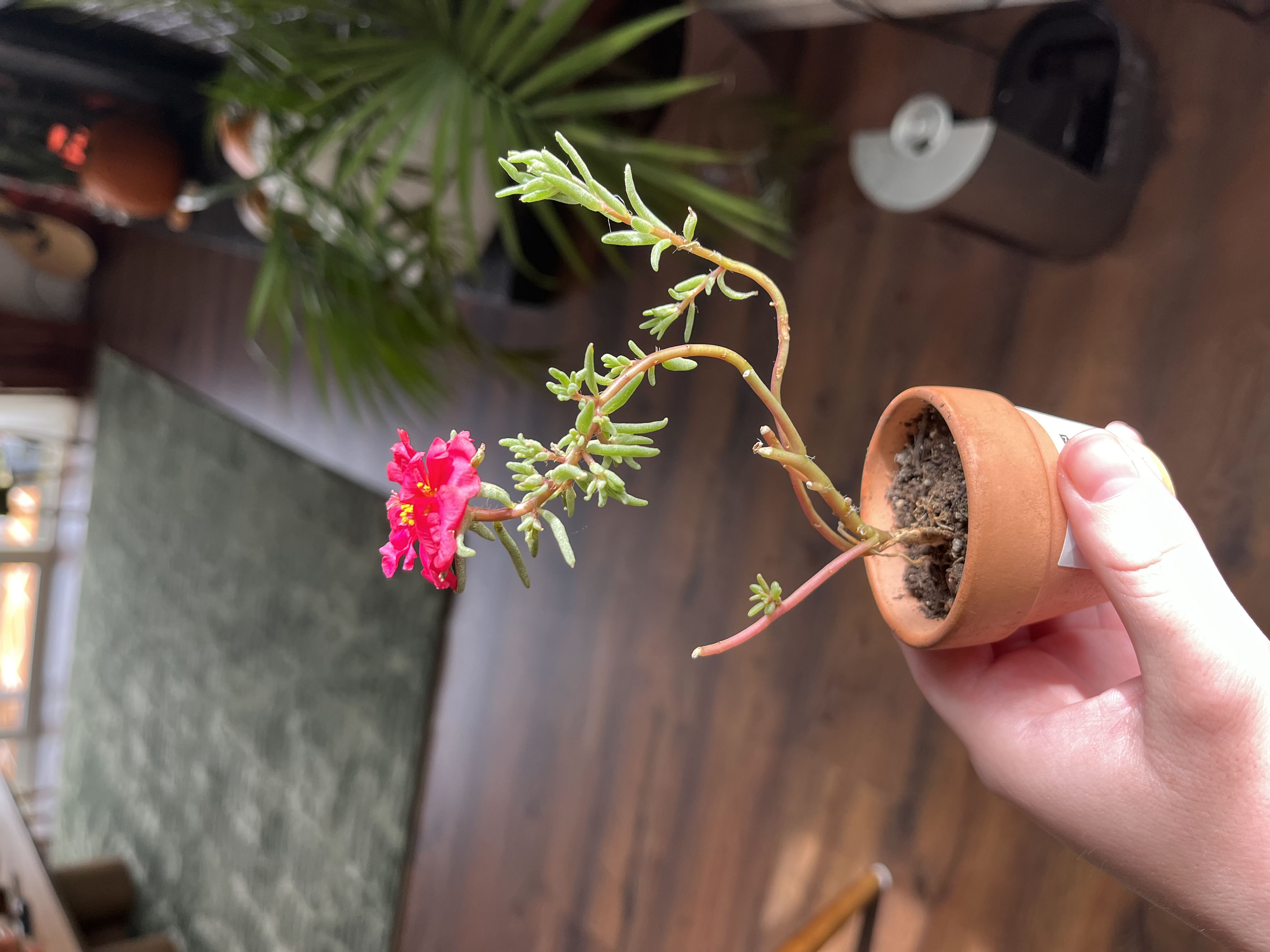 Photo from the post