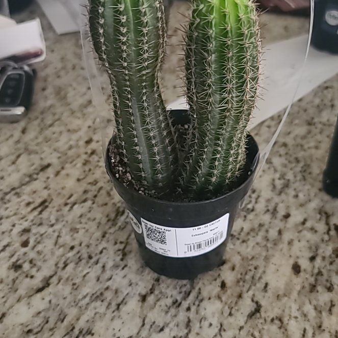 Photo of the plant species Echinopsis 'Marte' by @AgileTreeoflove named Jimmy on Greg, the plant care app