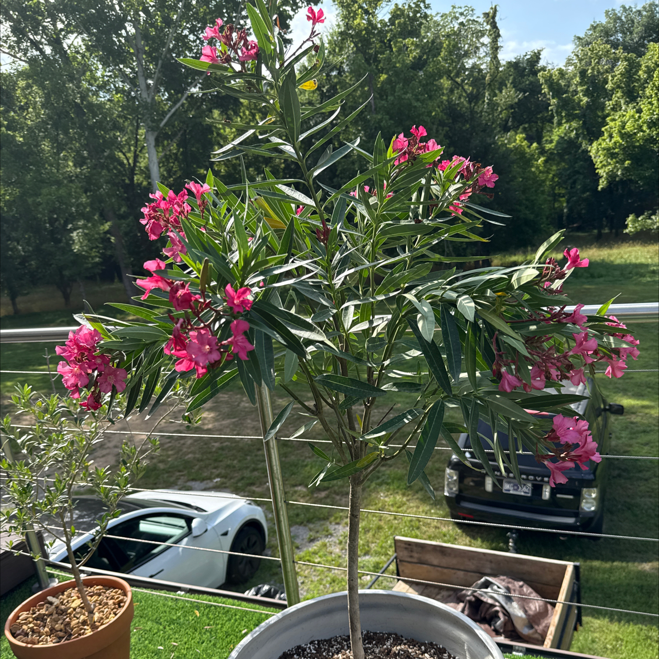 Photo of the plant species Oleander by @AdeptRedclover named Gobi on Greg, the plant care app