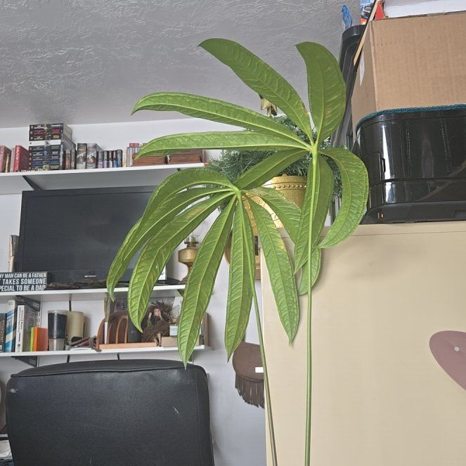 Photo of the plant species Anthurium croatii 'corrugado' by @QuietGuepinia named Aristotle on Greg, the plant care app