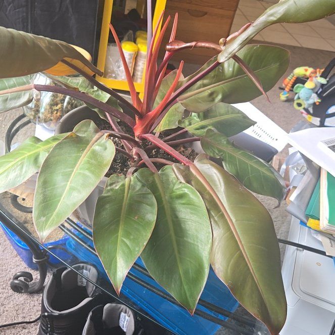 Photo of the plant species Kathleen philodendron by @QuietGuepinia named Forrest on Greg, the plant care app