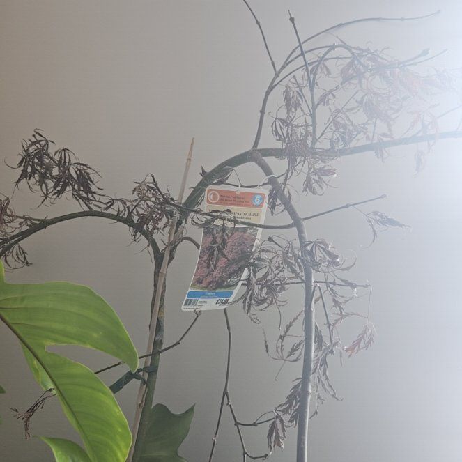 Photo of the plant species Tamukeyama Japanese Maple by @QuietGuepinia named Tamukeyama on Greg, the plant care app