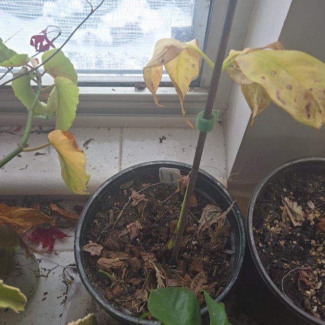 Photo of the plant species Titan arum by @QuietGuepinia named Nemo on Greg, the plant care app