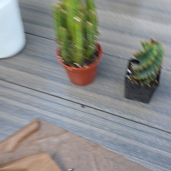 Photo of the plant species Spiral Cactus by @MaestroAposeris named Curie on Greg, the plant care app