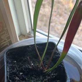 Photo of the plant species Green pitcher plant by @TrueDogrose named Basilisk on Greg, the plant care app