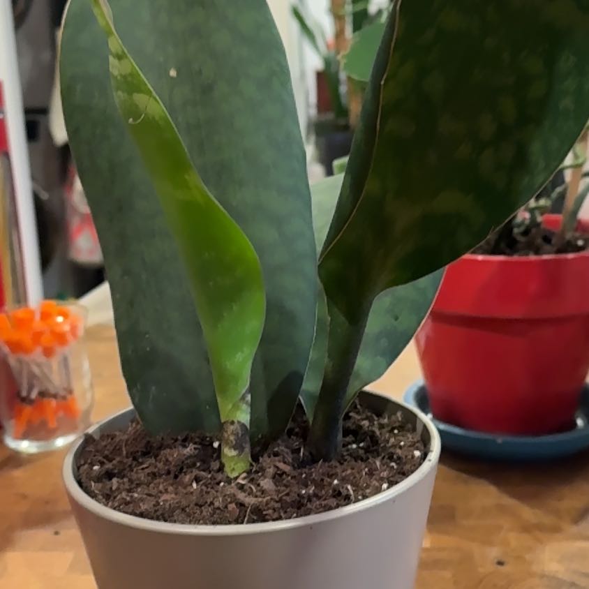 Photo of the plant species Whale Tale Mangave by @scareaphina named Willy on Greg, the plant care app