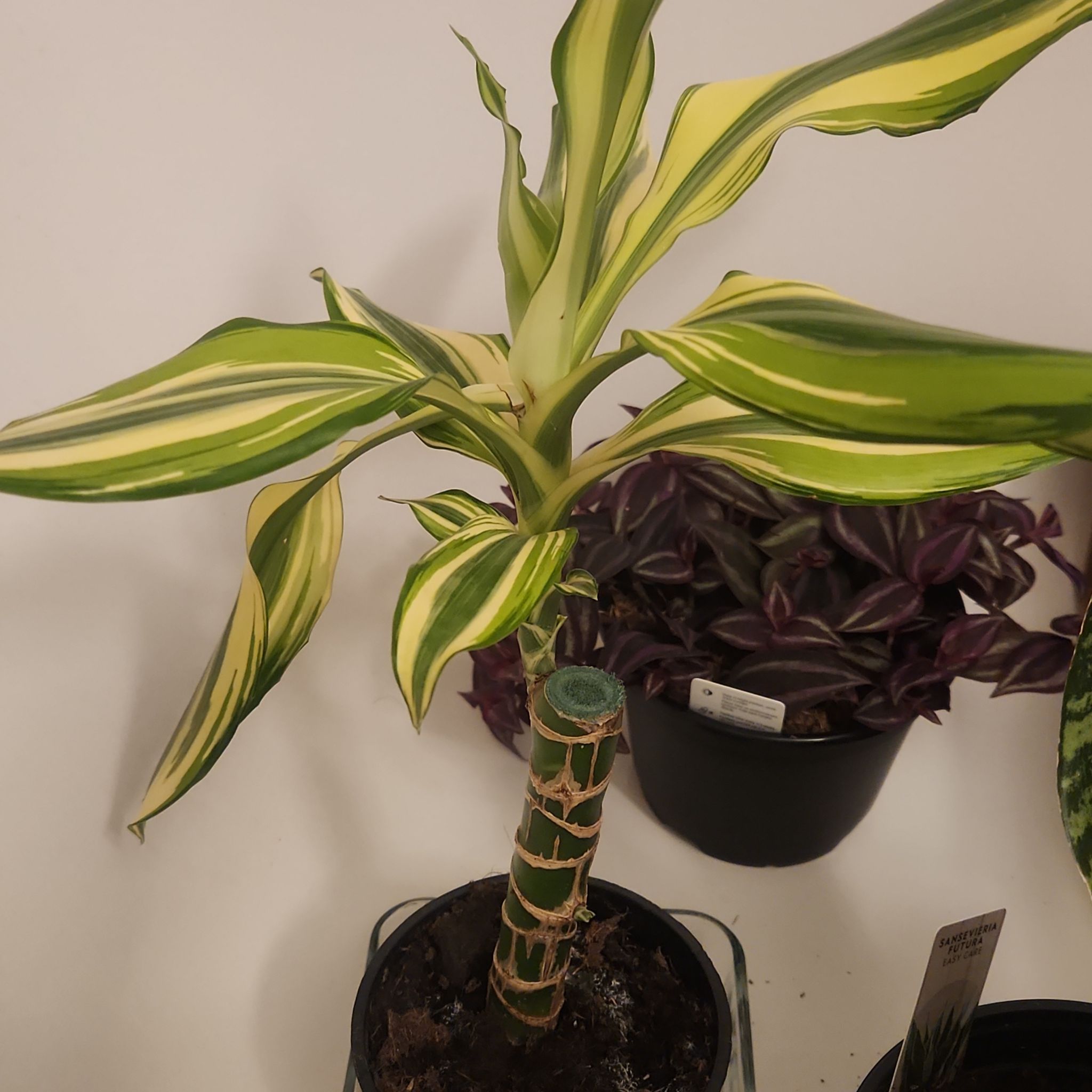 Photo of the plant species Dracaena 'Sted Sol Cane' by @thenuisance named ℙ𝕖𝕣𝕚𝕕𝕠𝕥 (𝕕𝕣𝕒𝕔𝕒𝕖𝕟𝕒 𝕤𝕥𝕖𝕦𝕕𝕟𝕖𝕣𝕚 𝕤𝕠𝕝) on Greg, the plant care app