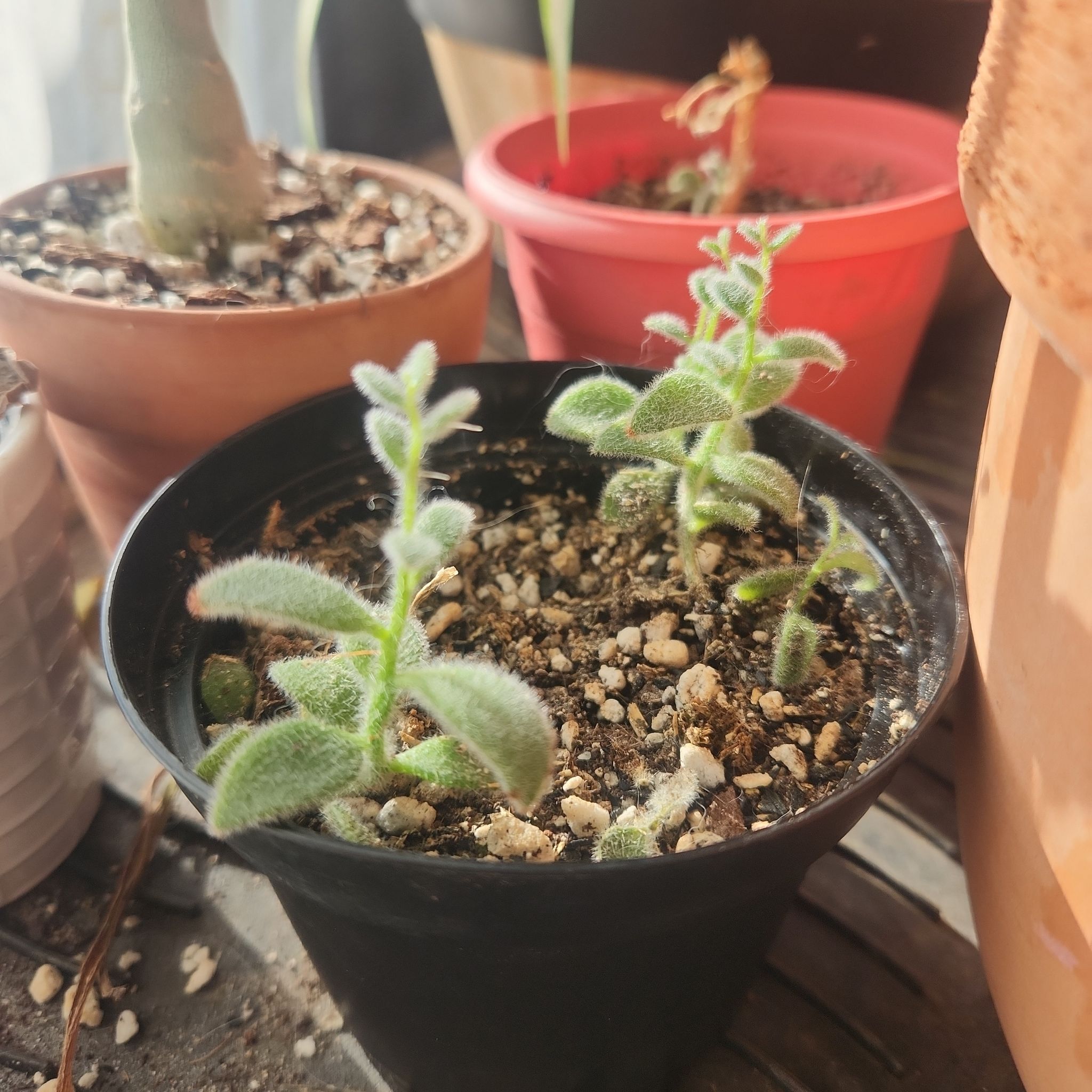 Photo of the plant species Snow White Panda Plant by @thenuisance named 𝕊𝕙𝕚𝕠𝕟 & 𝕄𝕚𝕠𝕟 (Kalanchoe eriophylla) on Greg, the plant care app