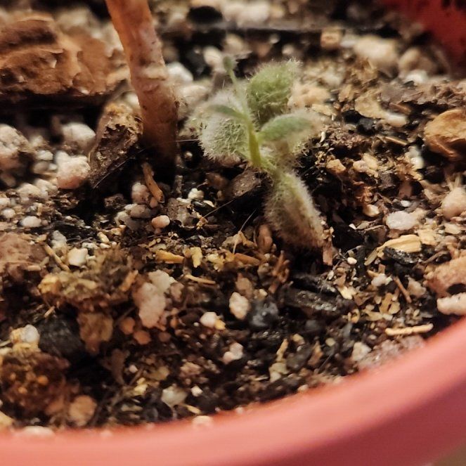 Photo of the plant species Snow White Panda Plant by @thenuisance named ℍ𝕖𝕚 𝔹𝕒𝕚 (𝕂𝕒𝕝𝕒𝕟𝕔𝕙𝕠𝕖 𝔼𝕣𝕚𝕠𝕡𝕙𝕪𝕝𝕝𝕒) on Greg, the plant care app
