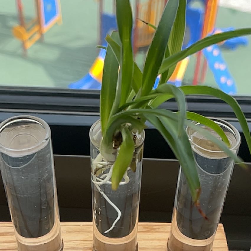 Photo of the plant species Tradescantia 'Sweet Kate' by @DaPlantLady named Duke on Greg, the plant care app