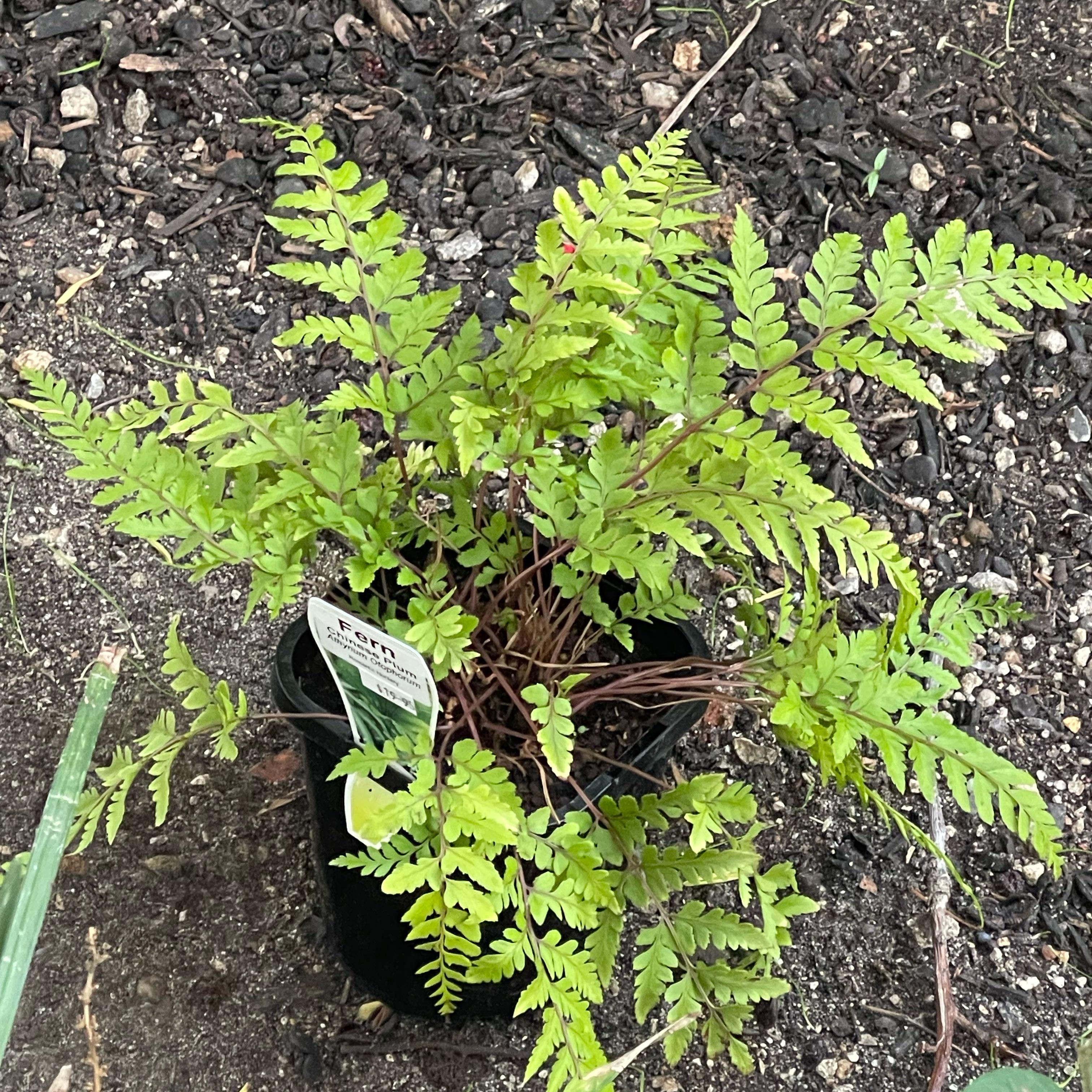 Photo of the plant species Eared Lady fern by @TubularGloriosa named Asia on Greg, the plant care app