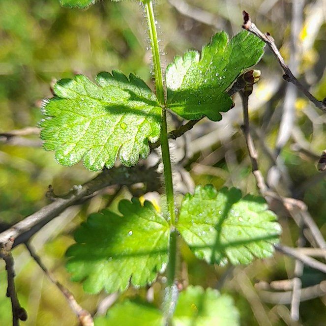 Photo of the plant species Salad Burnet by @GoodGoldenhill named Navajo on Greg, the plant care app