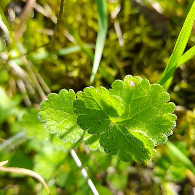 Photo of the plant species Marsh Pennywort by @GoodGoldenhill named Delilah on Greg, the plant care app