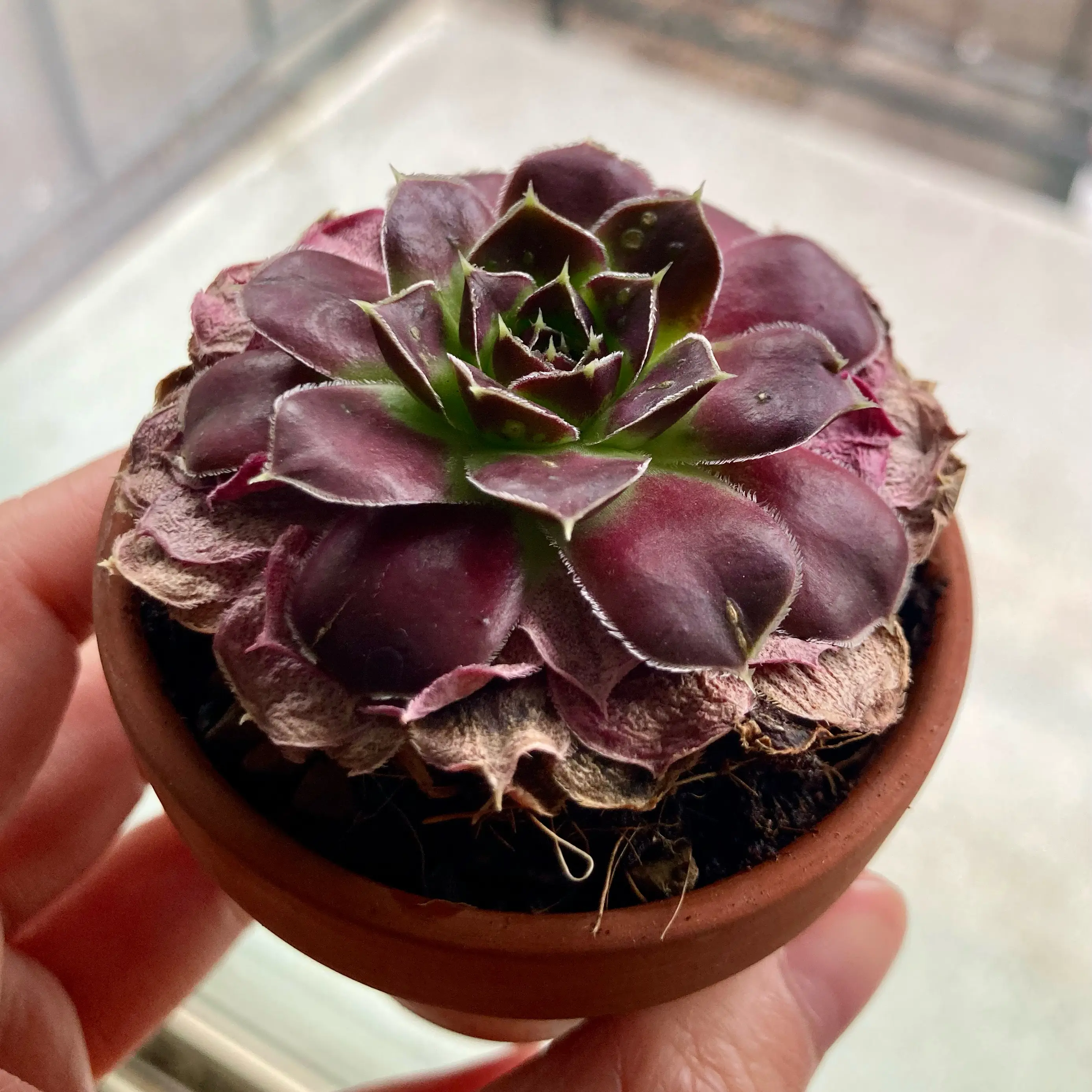 Photo of the plant species Sempervivum heuffelii by @TrinityBlair named Sempervivum Heuffelii Orion on Greg, the plant care app