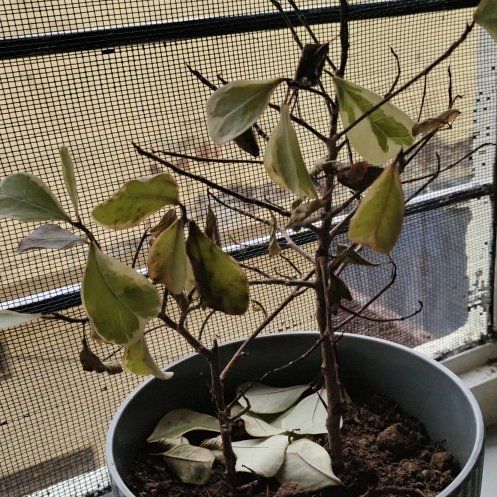 Photo of the plant species Ficus triangularis by @FieryChainplant named Aristotle on Greg, the plant care app