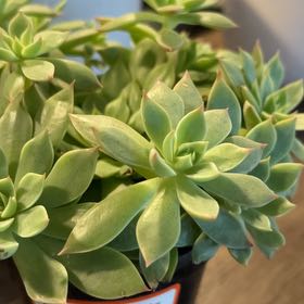 Photo of the plant species Graptopetalum bellum by @DynamoSpicebush named Bella on Greg, the plant care app
