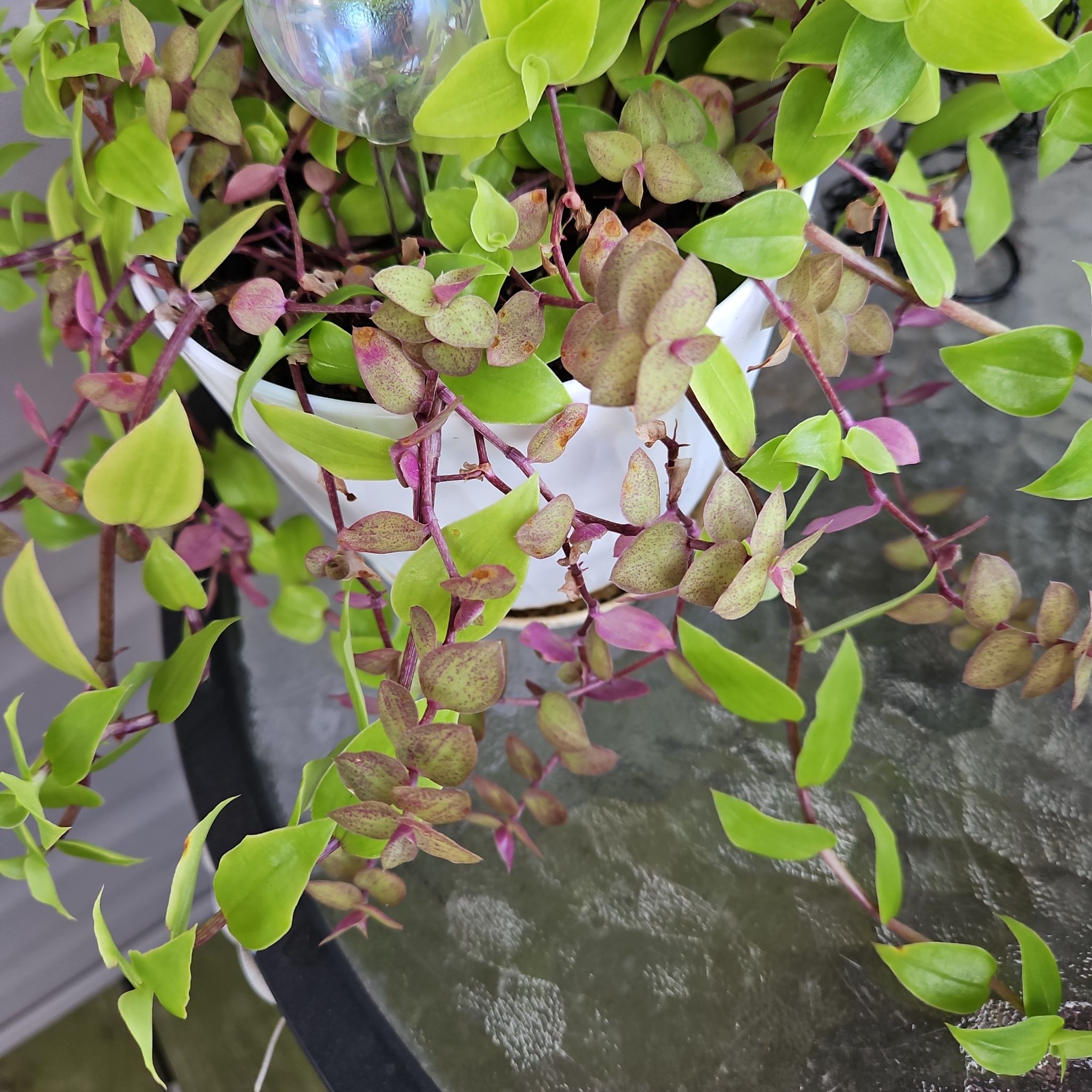 Photo of the plant species tradeseantia by @GenteelMossfern named Madonna on Greg, the plant care app