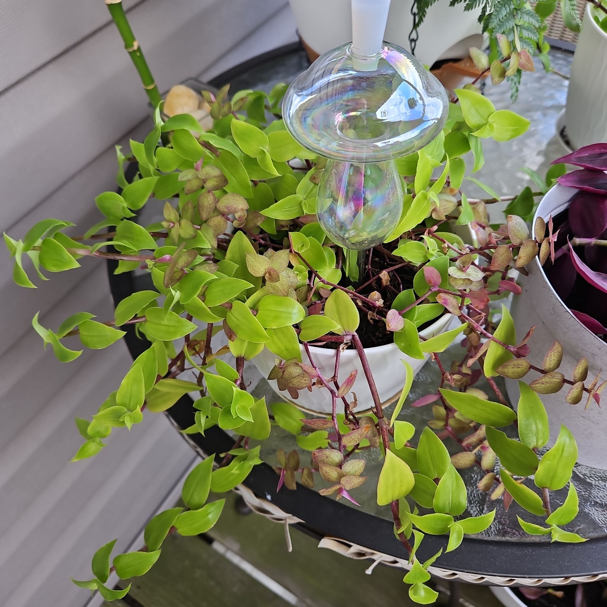 Photo of the plant species Callisia 'Gold' by @GenteelMossfern named Denali on Greg, the plant care app