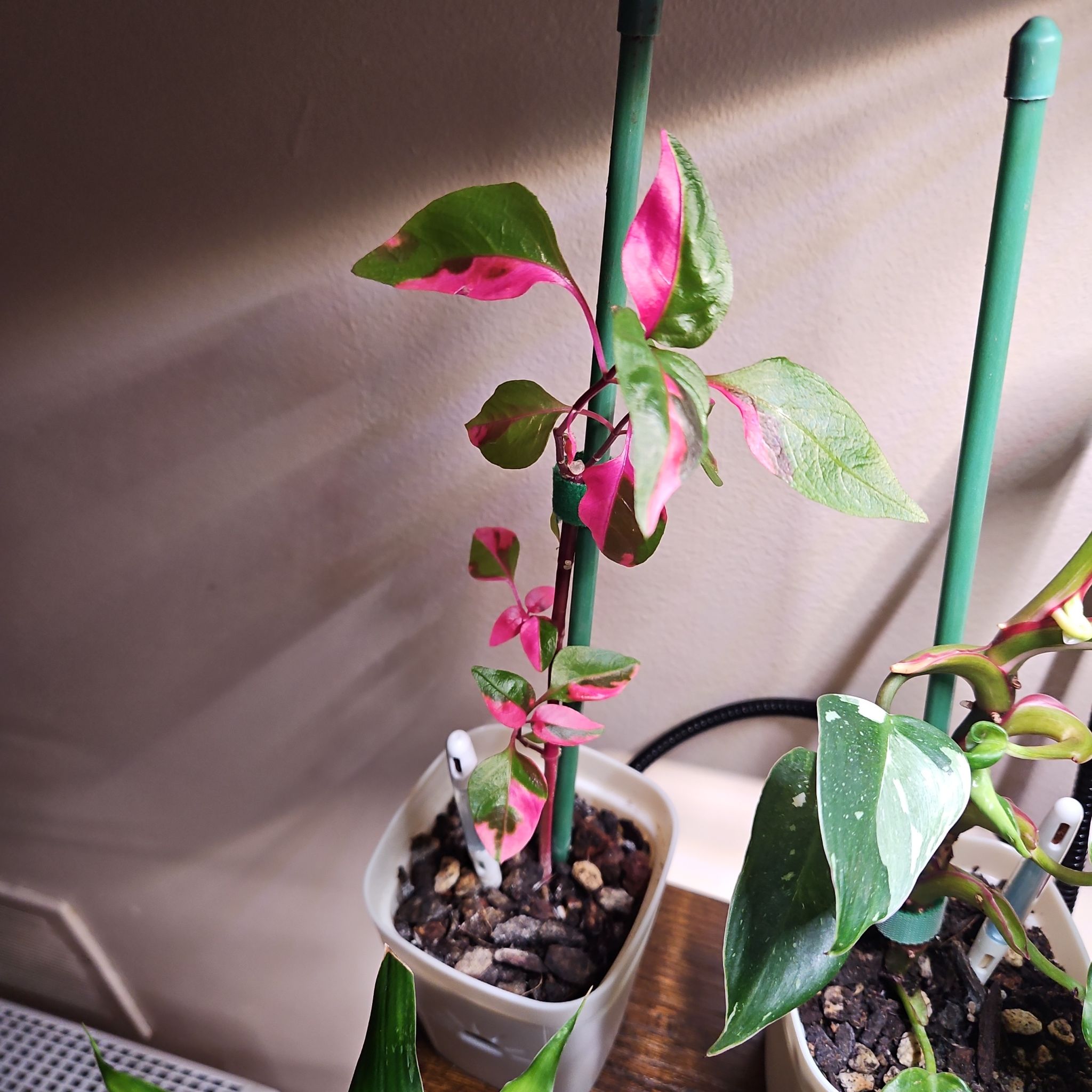 Photo of the plant species Party Time by @GenteelMossfern named Darwin on Greg, the plant care app