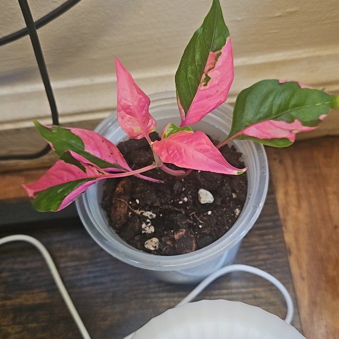 Photo of the plant species Party Time by @GenteelMossfern named Darwin on Greg, the plant care app