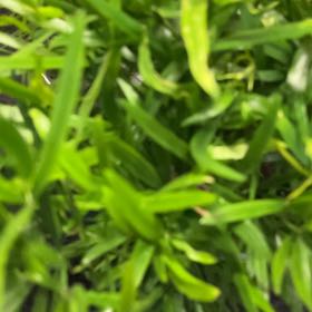 Photo of the plant species Emerald Feather Fern by @GemRedsandwort named Sol on Greg, the plant care app