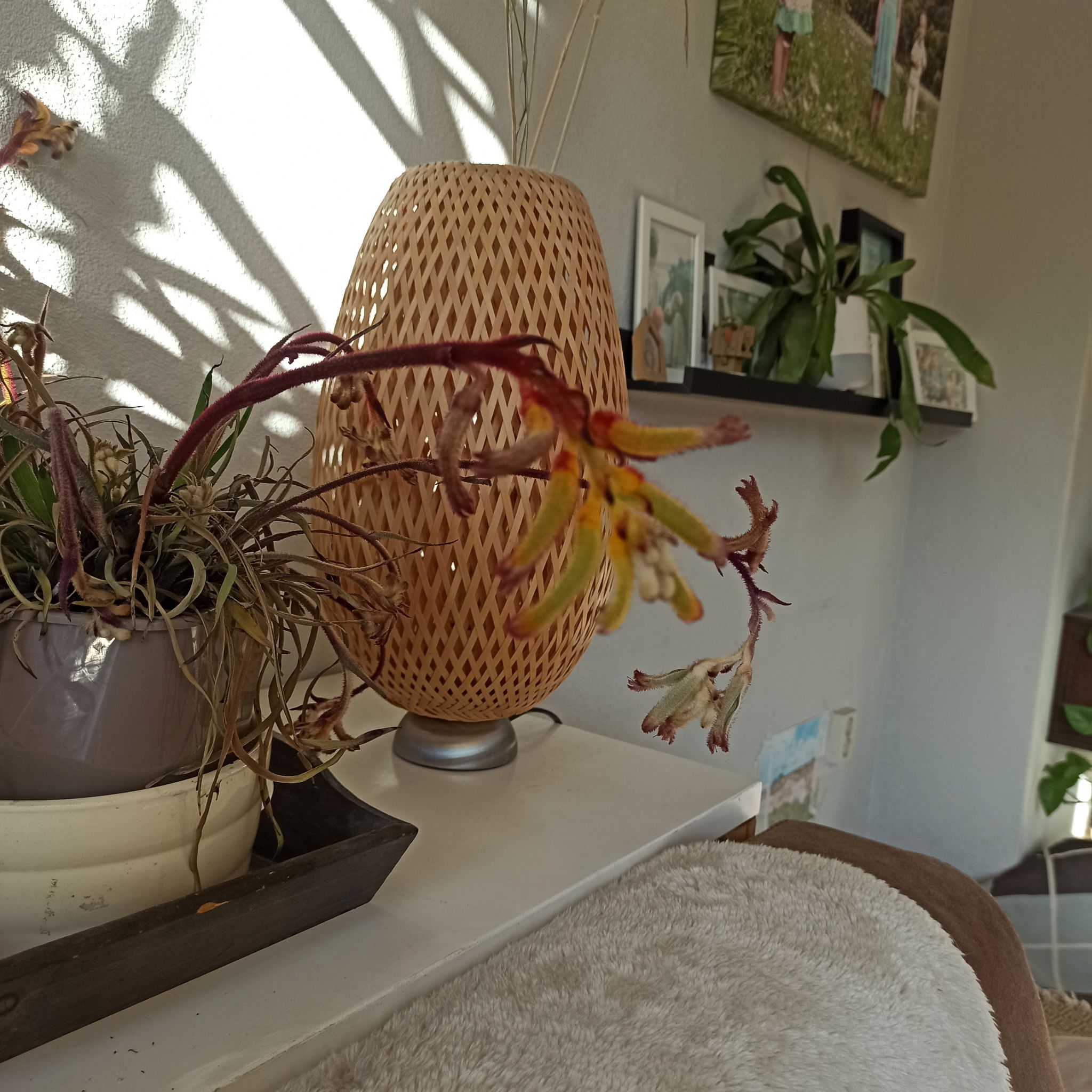 Plant care for Kangaroo Paw on Greg, the plant care app