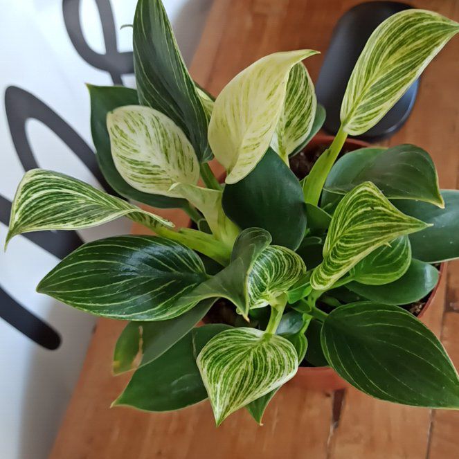 Photo of the plant species Philodendron 'White Wave' by @whatamidoing named Denali on Greg, the plant care app