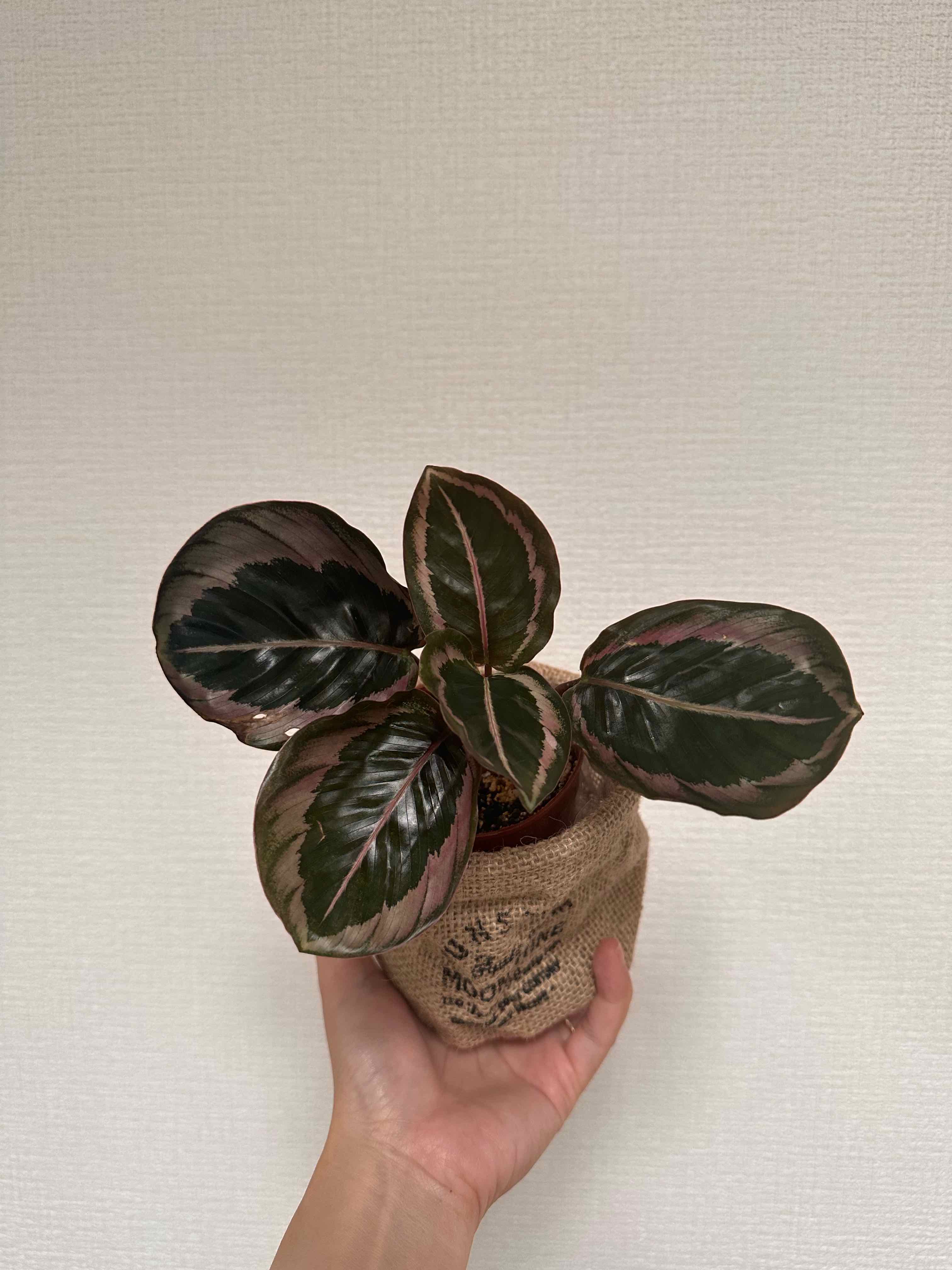 Photo of the plant species Calathea Eclipse by @GreatestDodder named Rosa on Greg, the plant care app